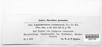 Lophodermium juniperinum image